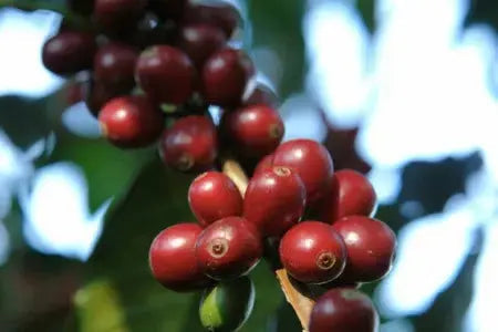 A cup of Panama Geisha specialty coffee brewed from Kotowa estate beans in Boquete
