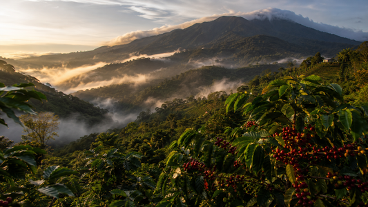 Misty green mountains and coffee farms in Boquete, Panama during a sunny morning