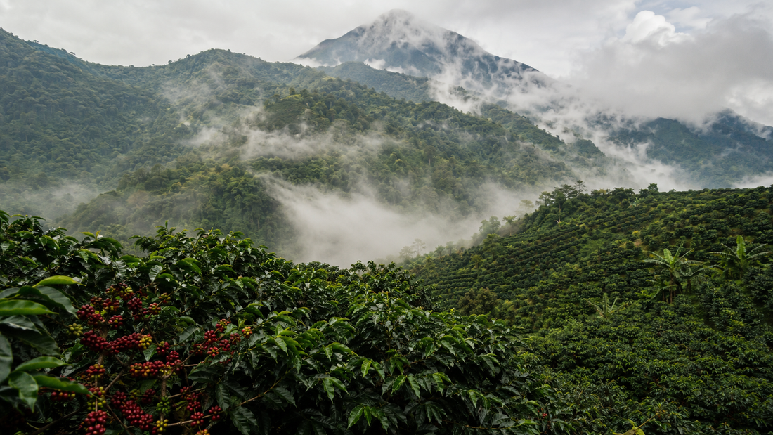 finca-el-pergamino-geisha-cherries-panama.jpg