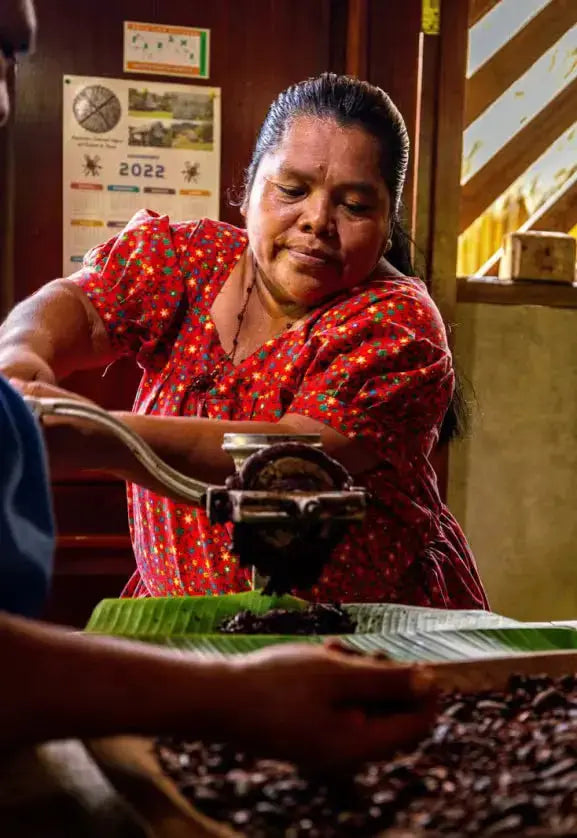 Raw Panama cacao pods and beans from Bocas del Toro used to make artisan craft chocolate