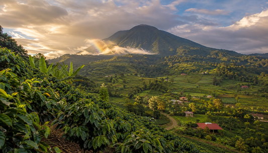 Coffee farm rows and Volcán Barú in Boquete, Panama — the highland valley with the best things to do in Chiriquí