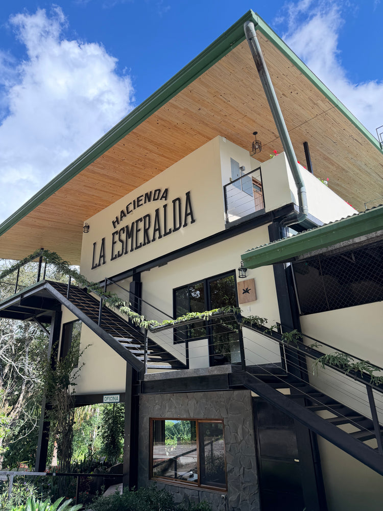 Hacienda La Esmeralda Geisha coffee from Boquete, Panama