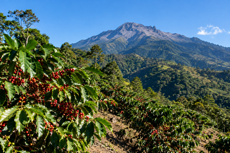 Coffee trees with ripe cherries on the western slopes of Volcán Barú, Panama