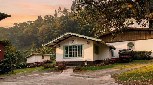 View of Finca Gran Paraiso coffee farm in Los Naranjos, Boquete, Panama