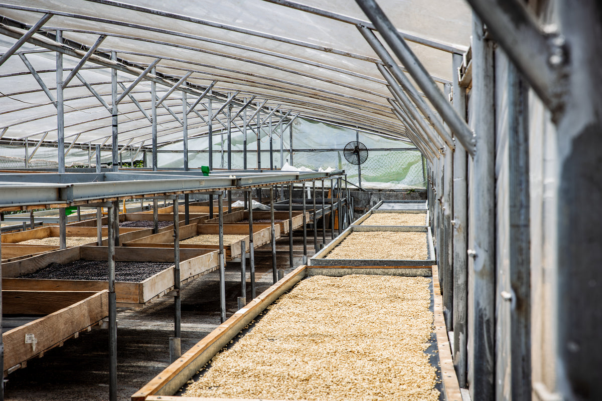Coffee processing facilities at the Gran Del Val estate in Boquete, Panama