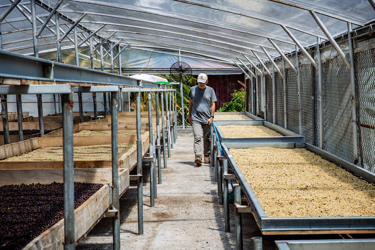Gran Del Val estate grounds visited on the Boquete coffee farm tour