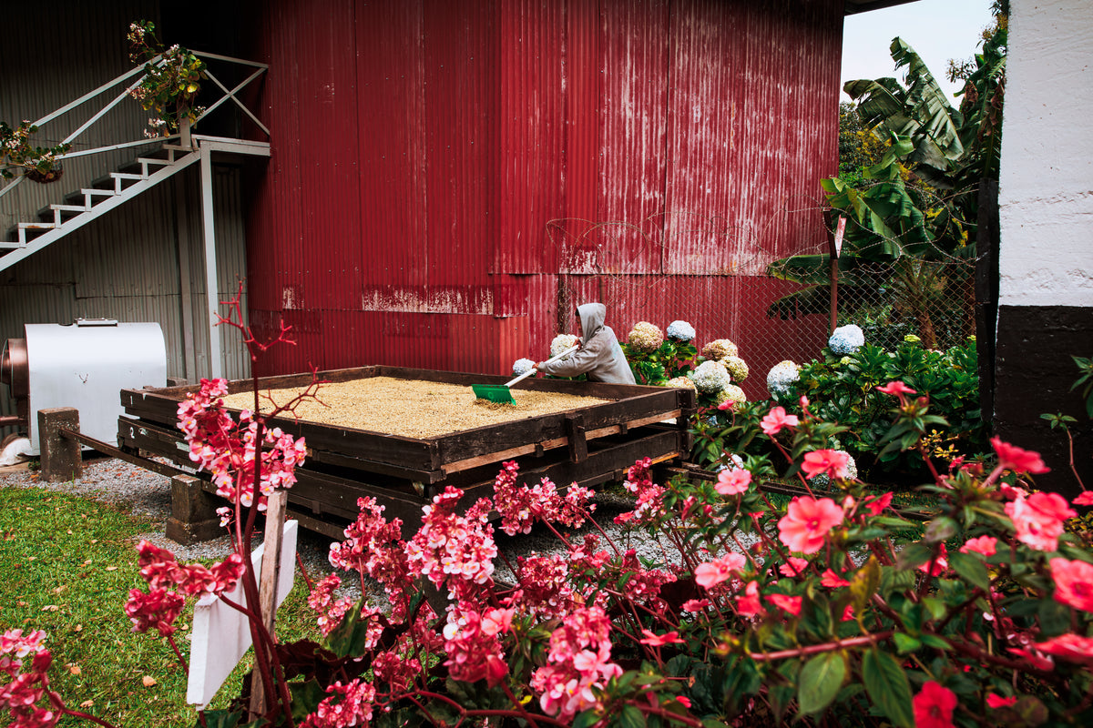 Coffee production area at Gran Del Val, part of the Boquete coffee tour route
