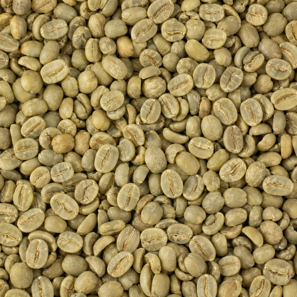 Panama Pacamara green coffee beans in bulk - large raw unroasted specialty coffee beans sold by the kg