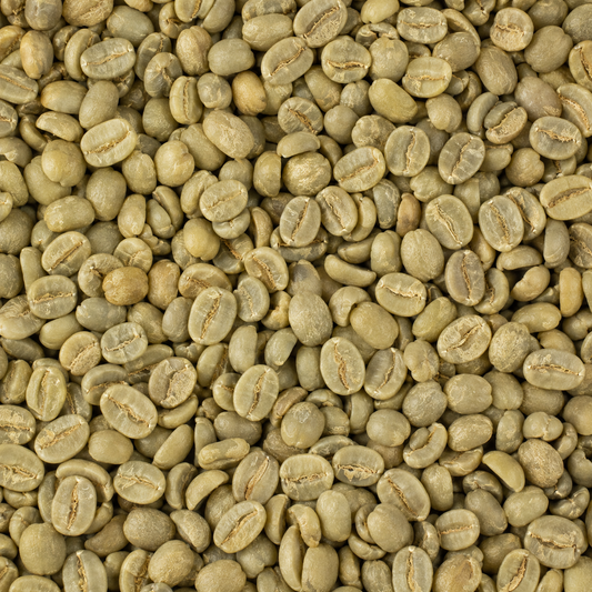 Panama Pacamara green coffee beans in bulk - large raw unroasted specialty coffee beans sold by the kg